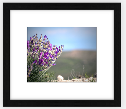 Big Basin Glory Framed Print