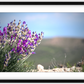 Big Basin Glory Framed Print