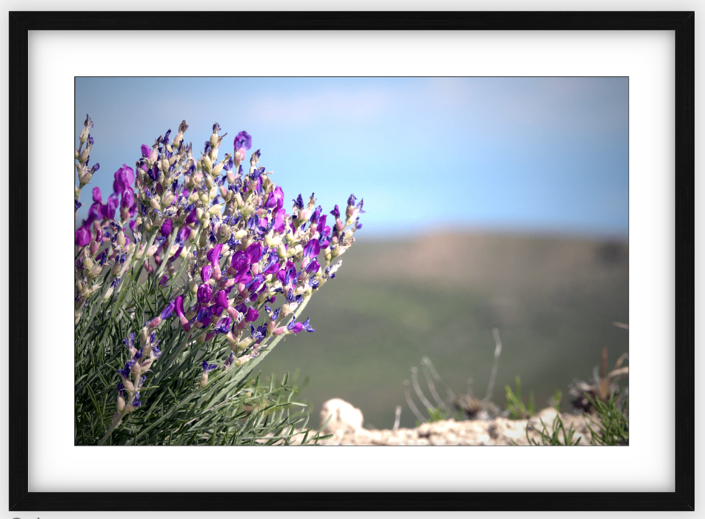 Big Basin Glory Framed Print