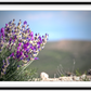 Big Basin Glory Framed Print