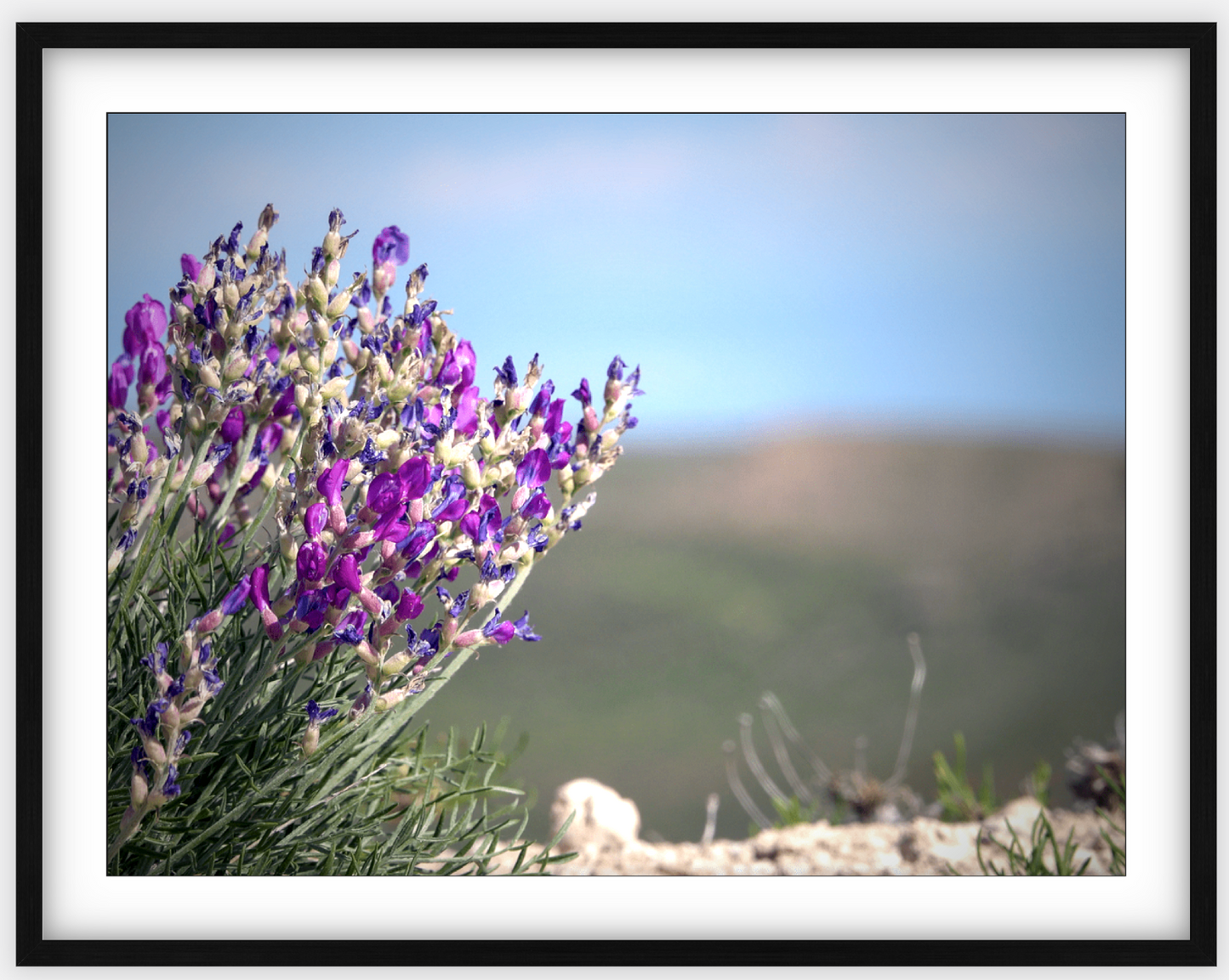 Big Basin Glory Framed Print