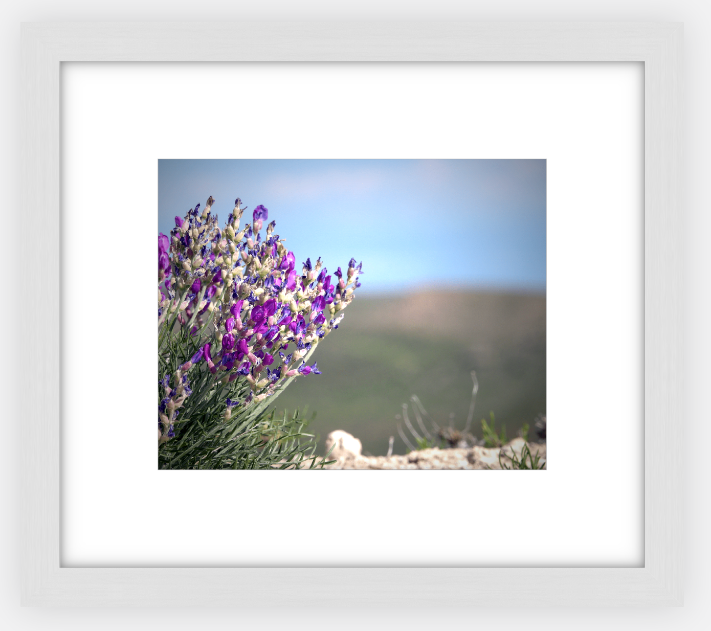 Big Basin Glory Framed Print