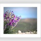 Big Basin Glory Framed Print