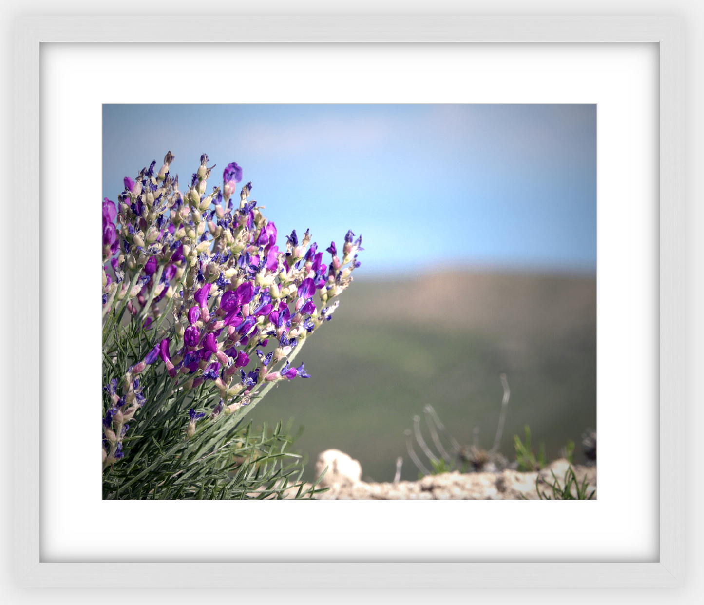 Big Basin Glory Framed Print