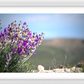 Big Basin Glory Framed Print