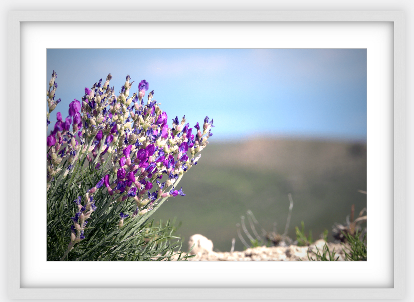 Big Basin Glory Framed Print