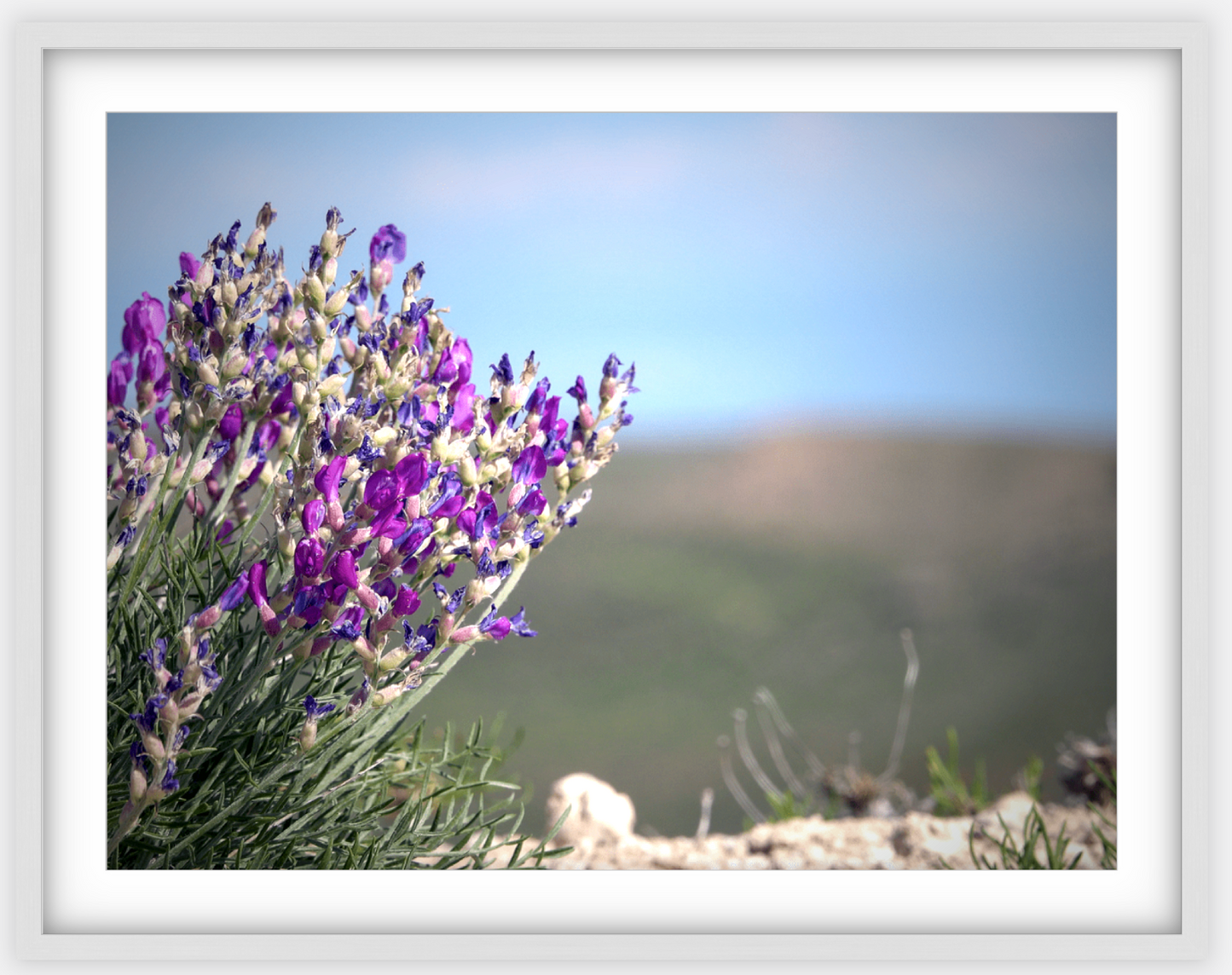 Big Basin Glory Framed Print