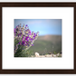 Big Basin Glory Framed Print