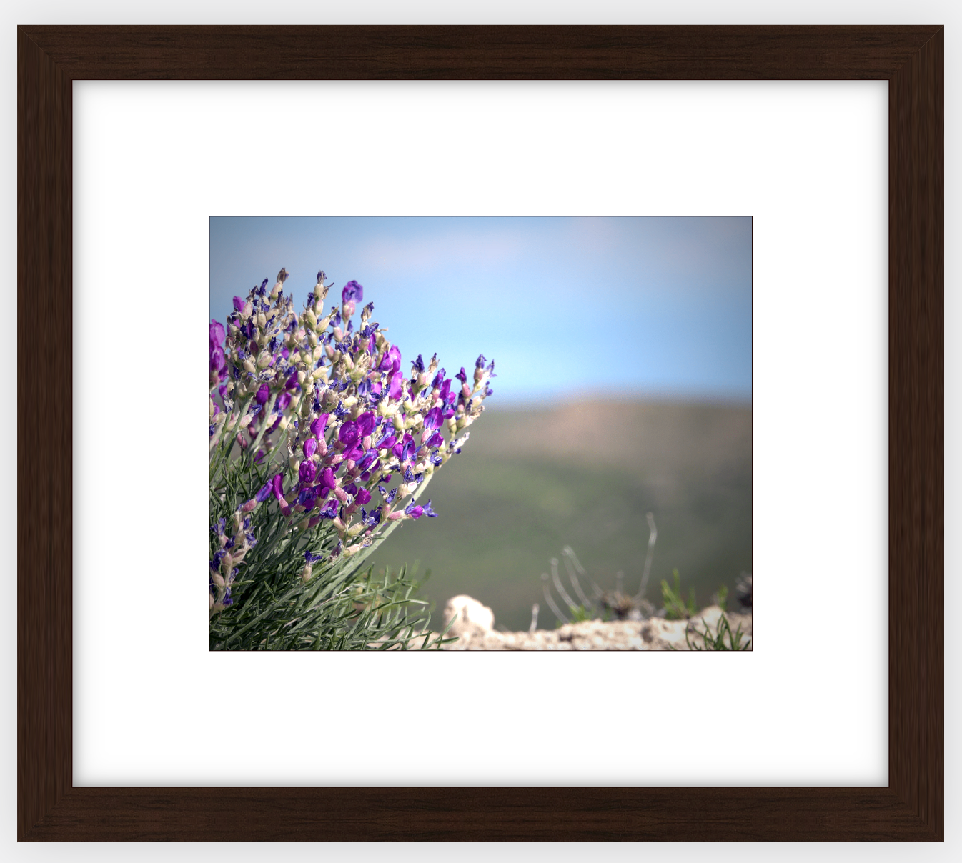 Big Basin Glory Framed Print