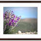 Big Basin Glory Framed Print