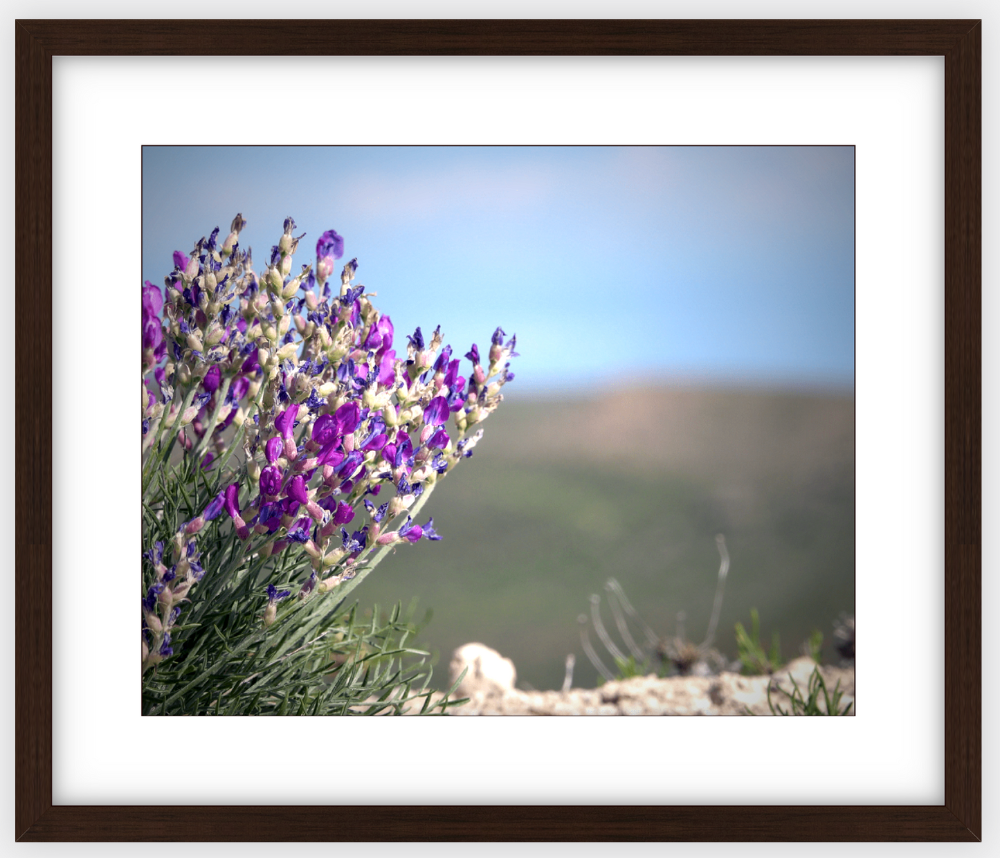 Big Basin Glory Framed Print