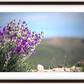 Big Basin Glory Framed Print