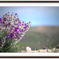 Big Basin Glory Framed Print