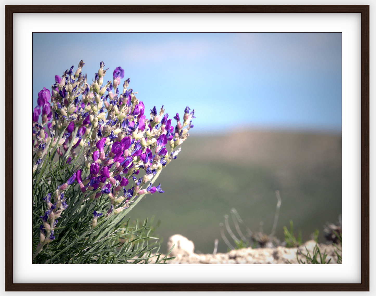 Big Basin Glory Framed Print