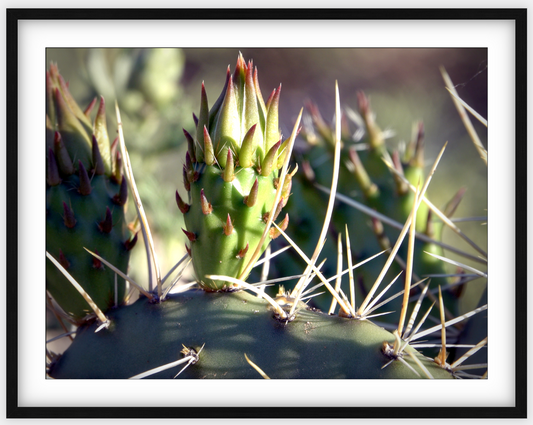 Big Basin Cactus Framed Print