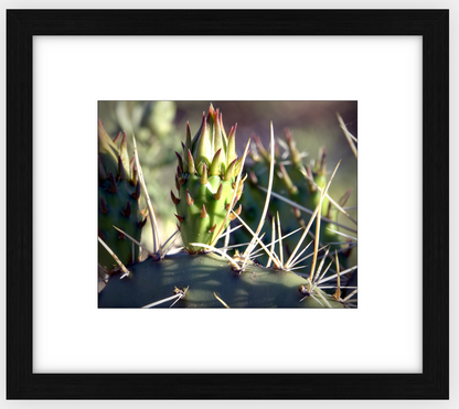 Big Basin Cactus Framed Print