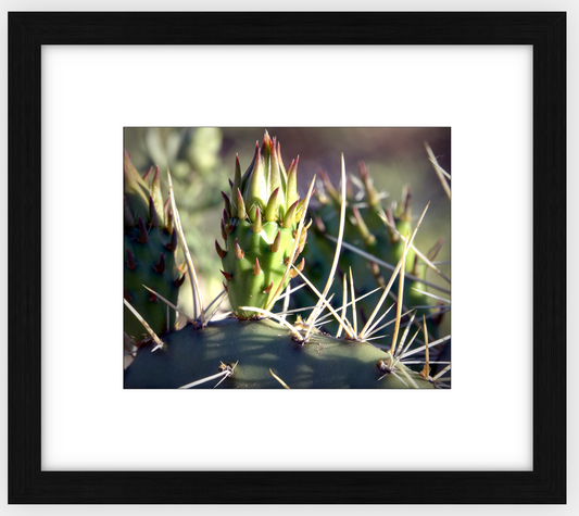 Big Basin Cactus Framed Print