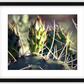 Big Basin Cactus Framed Print