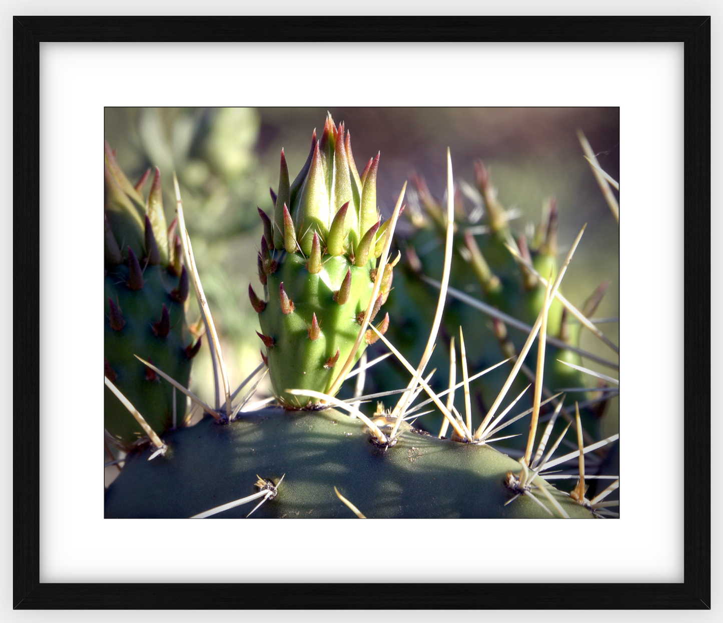 Big Basin Cactus Framed Print