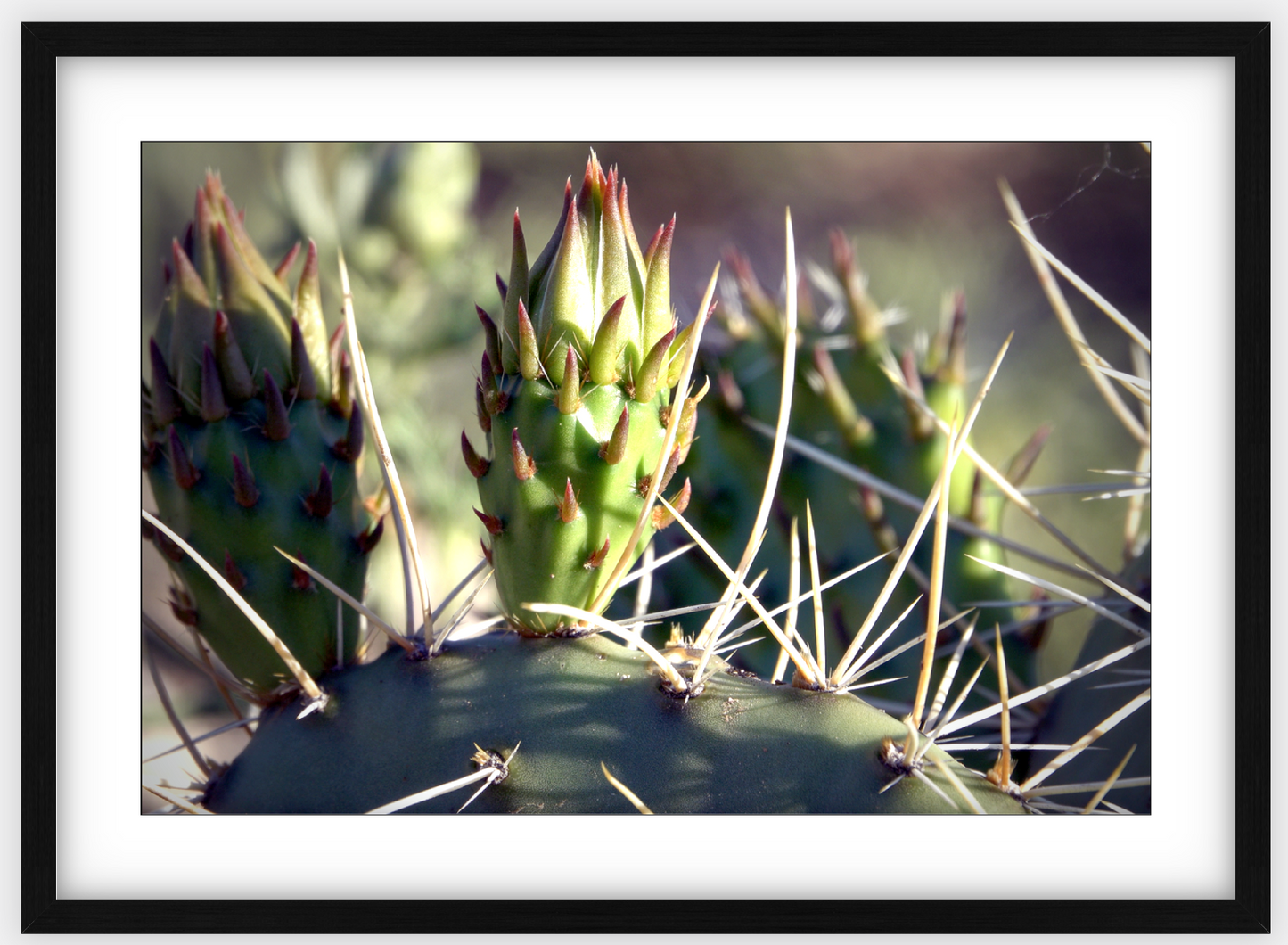 Big Basin Cactus Framed Print