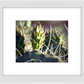 Big Basin Cactus Framed Print