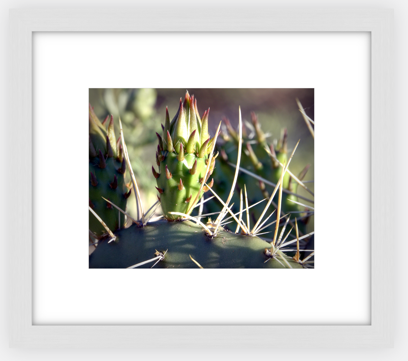 Big Basin Cactus Framed Print