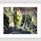 Big Basin Cactus Framed Print