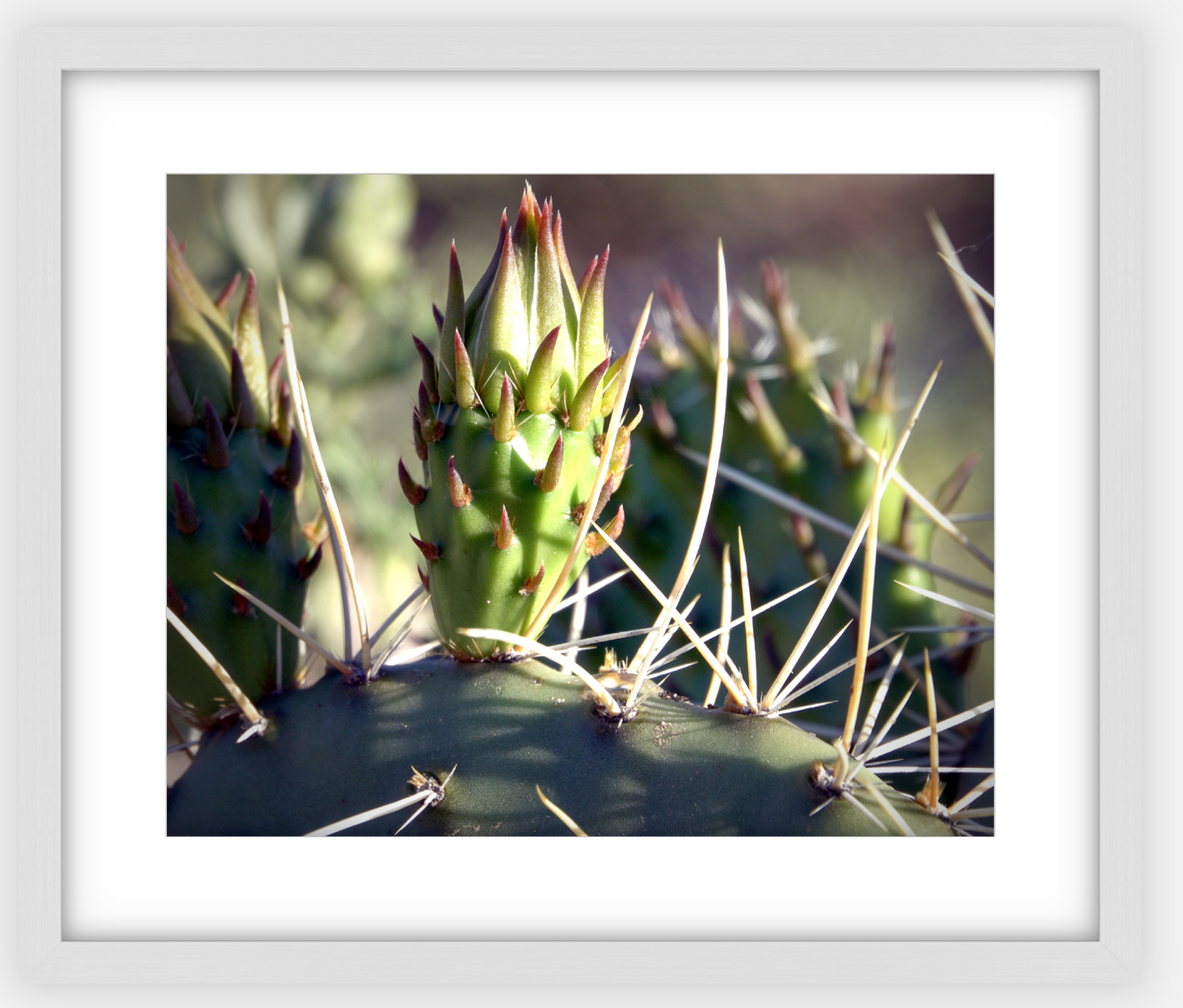 Big Basin Cactus Framed Print