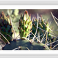 Big Basin Cactus Framed Print