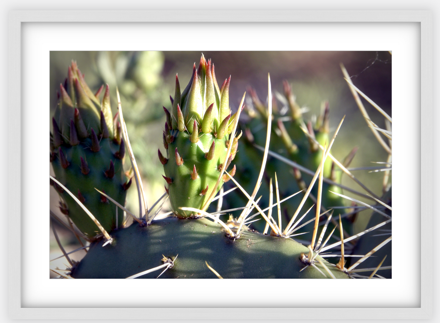 Big Basin Cactus Framed Print