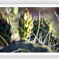 Big Basin Cactus Framed Print