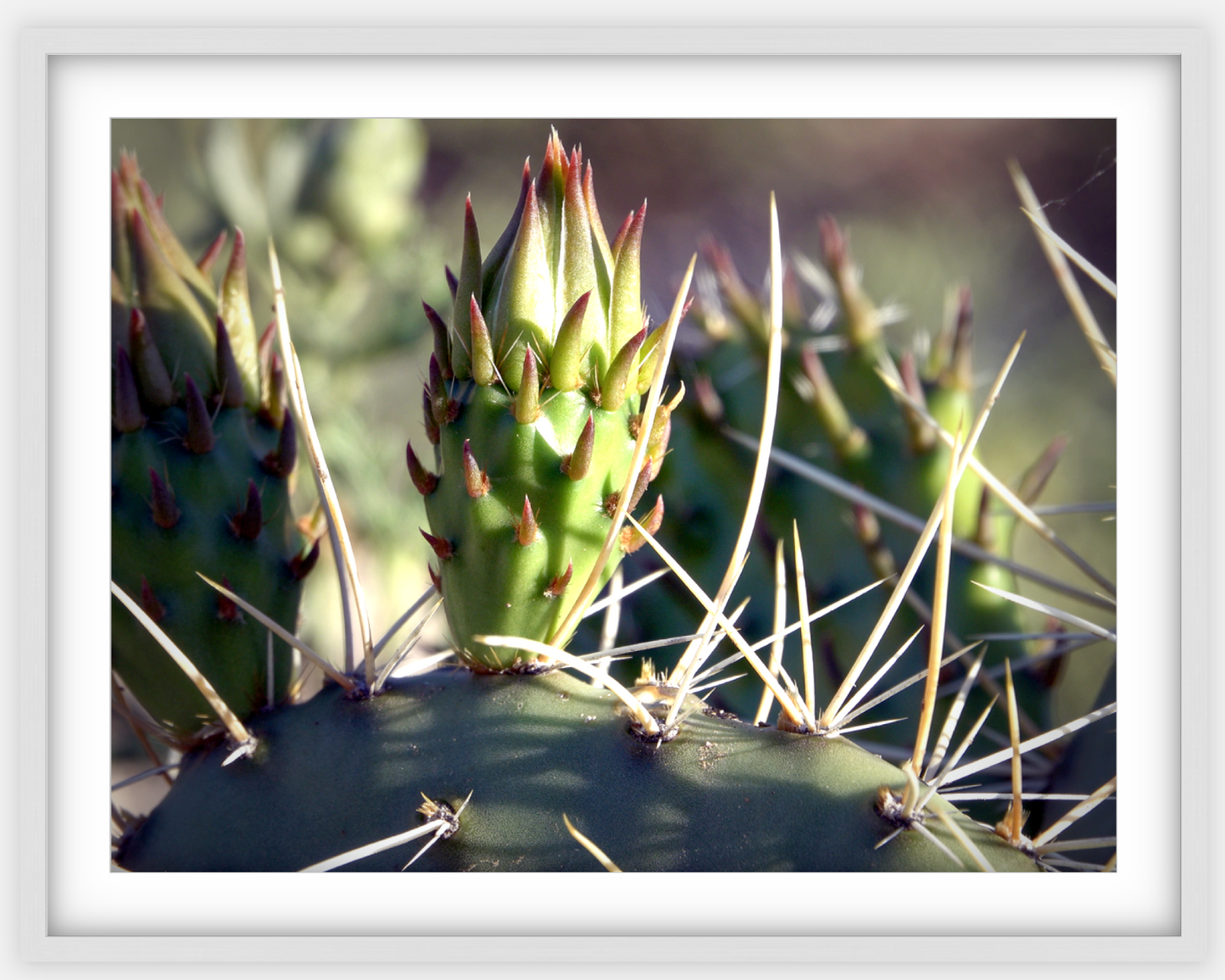 Big Basin Cactus Framed Print