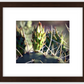 Big Basin Cactus Framed Print