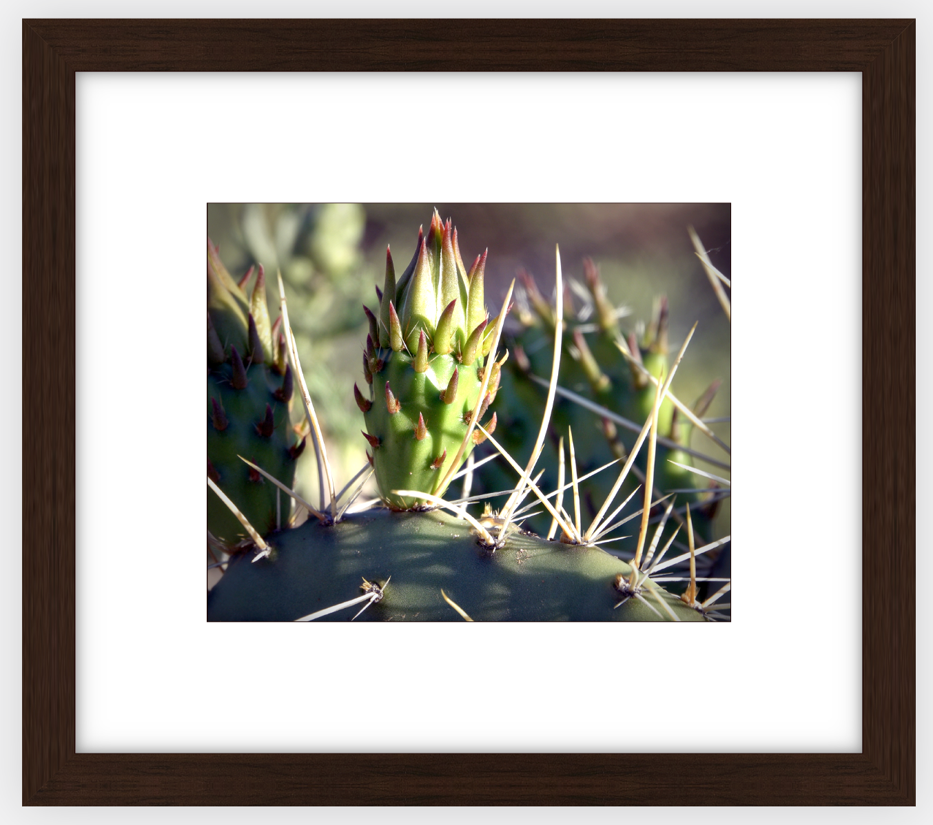 Big Basin Cactus Framed Print