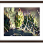 Big Basin Cactus Framed Print