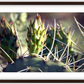 Big Basin Cactus Framed Print