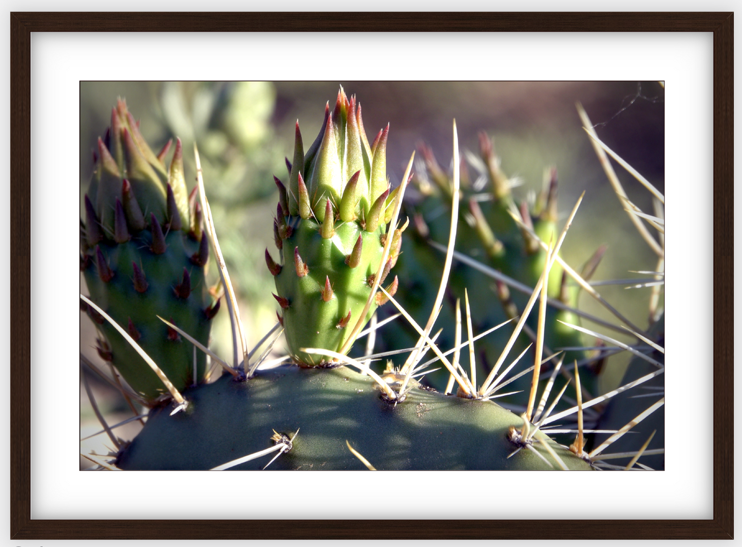 Big Basin Cactus Framed Print