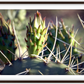 Big Basin Cactus Framed Print