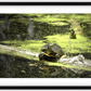 Saint Joseph's Well Turtle Framed Print