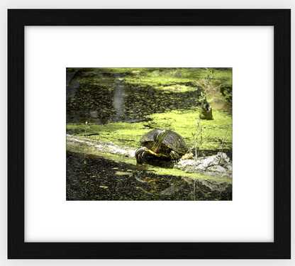 Saint Joseph's Well Turtle Framed Print