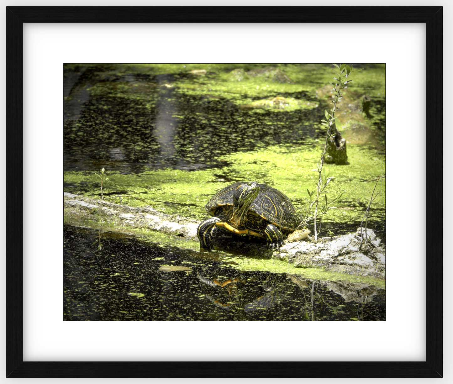 Saint Joseph's Well Turtle Framed Print