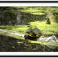 Saint Joseph's Well Turtle Framed Print