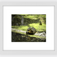 Saint Joseph's Well Turtle Framed Print