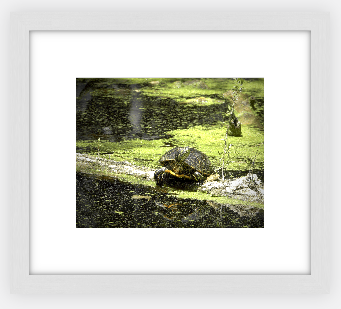 Saint Joseph's Well Turtle Framed Print