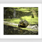 Saint Joseph's Well Turtle Framed Print