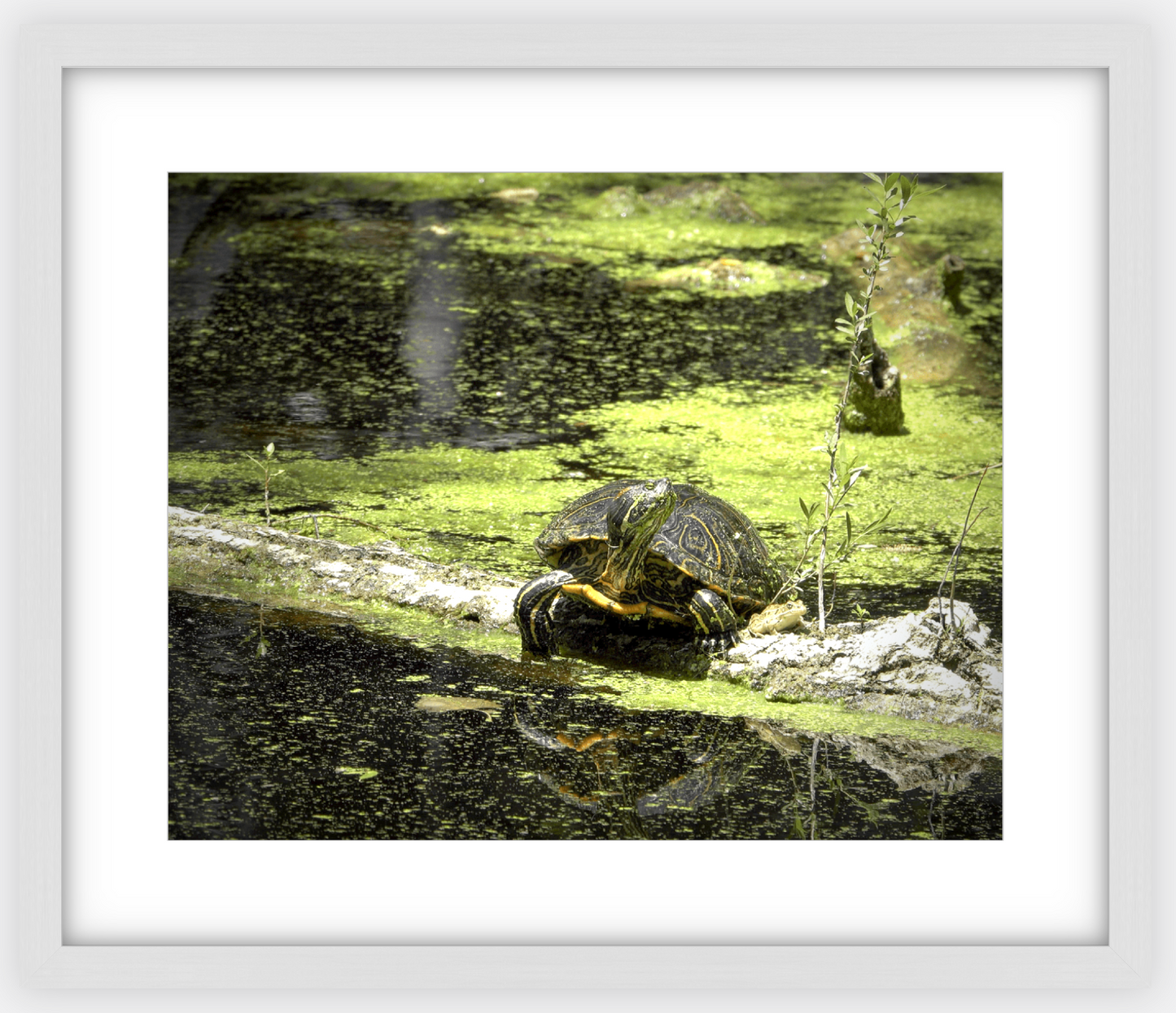 Saint Joseph's Well Turtle Framed Print