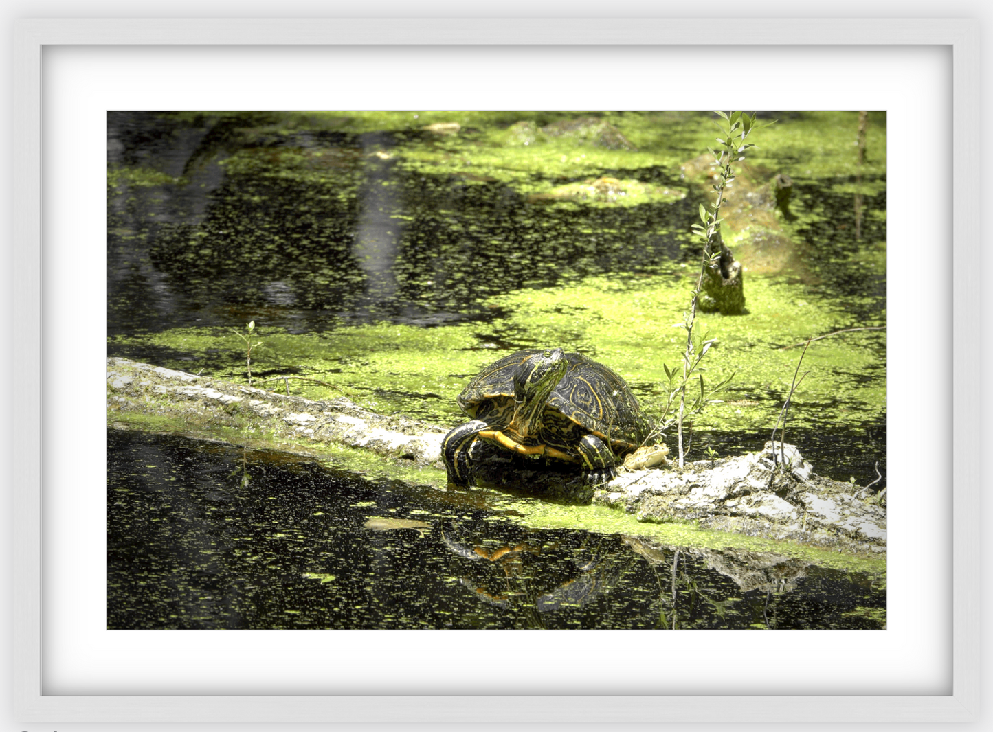 Saint Joseph's Well Turtle Framed Print