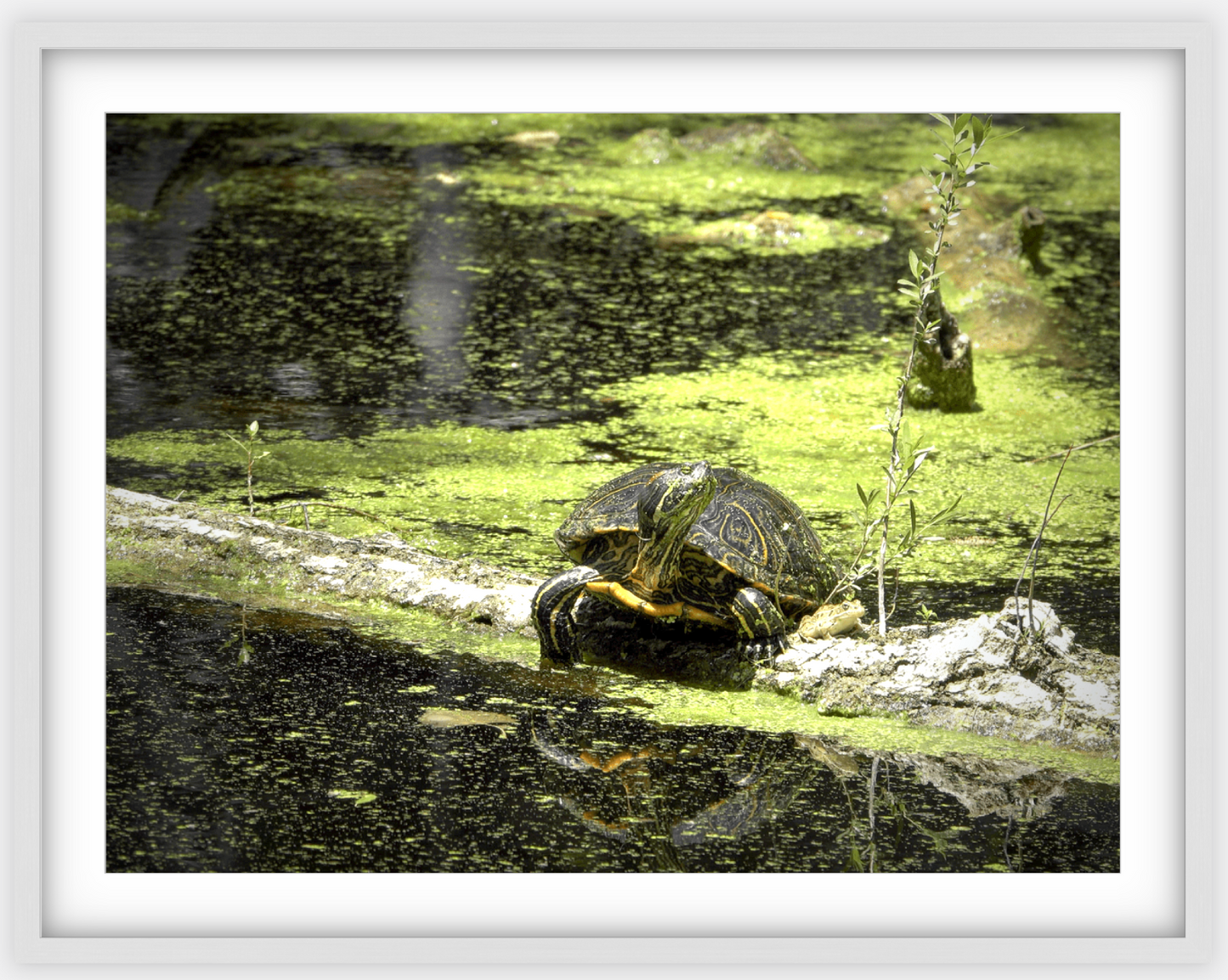 Saint Joseph's Well Turtle Framed Print