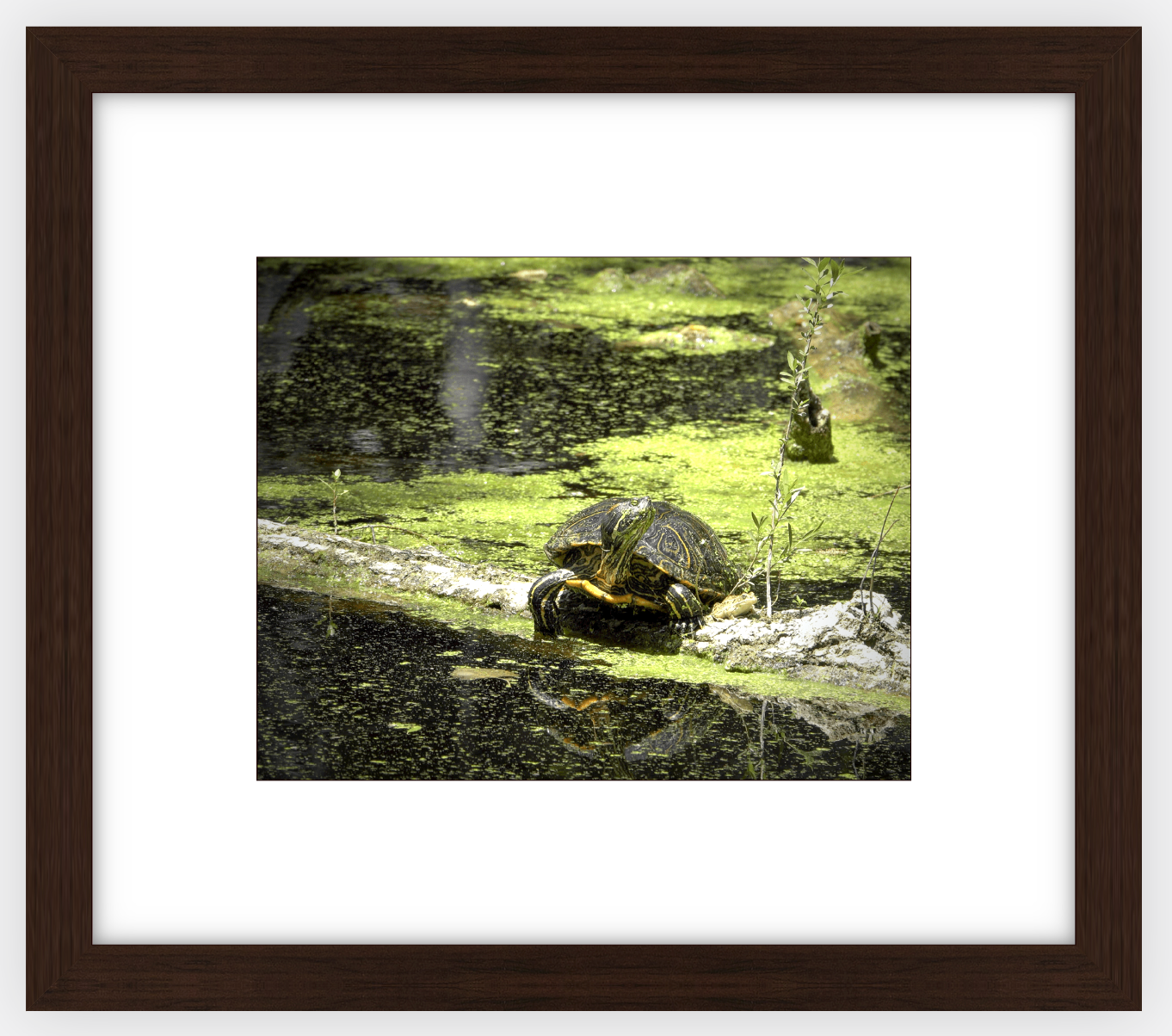 Saint Joseph's Well Turtle Framed Print