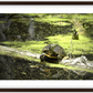 Saint Joseph's Well Turtle Framed Print